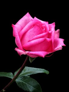 Blossom pink romantic