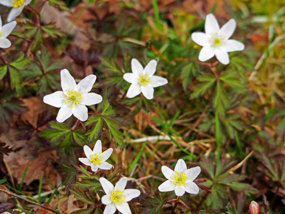 Plant season wood anemone