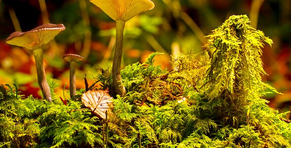 Sponge autumn forest mushrooms photo