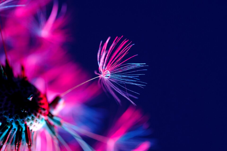 Drop of water common dandelion blossom