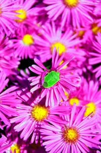 Beetle green beetle bloom photo