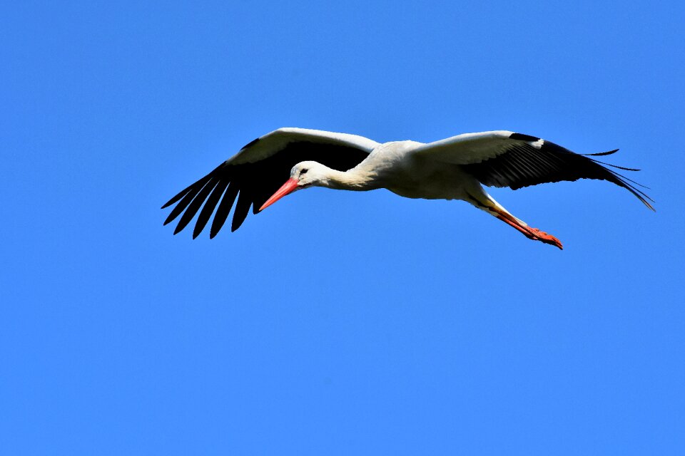 Birds plumage nature