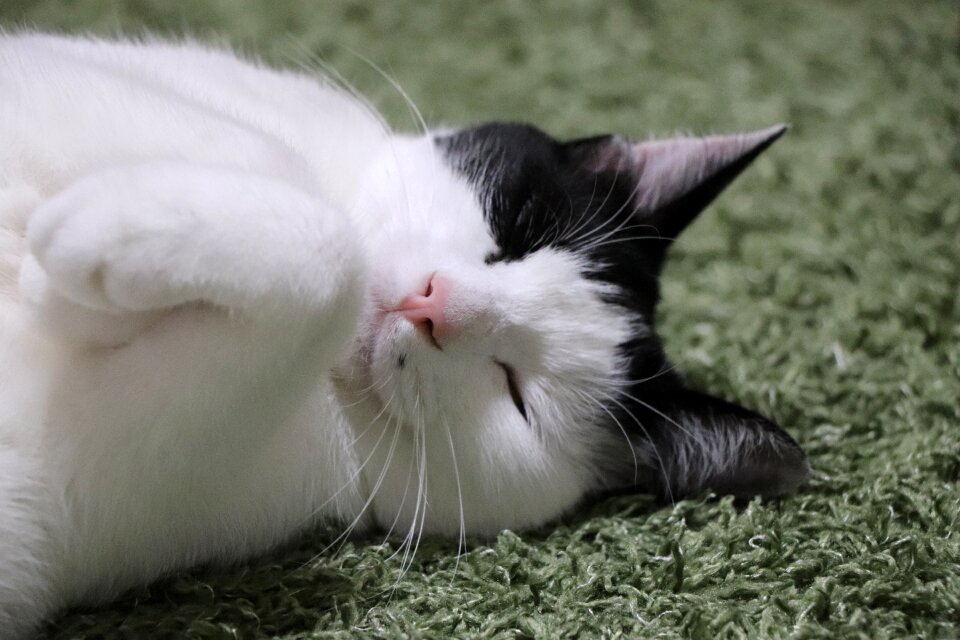 The world of animals cute the face of the cat