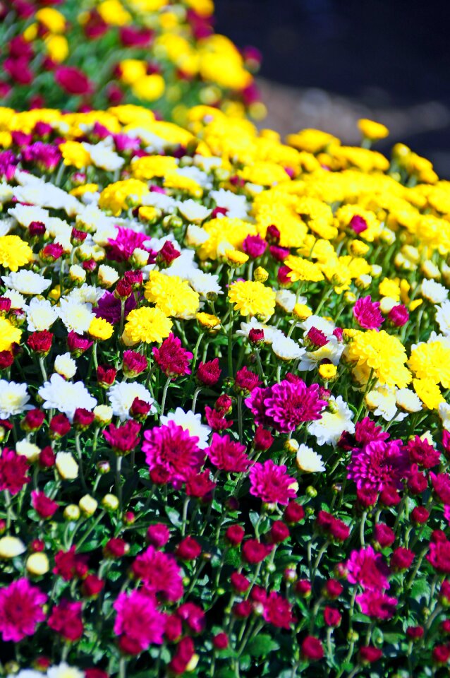Flower blooms at autumn