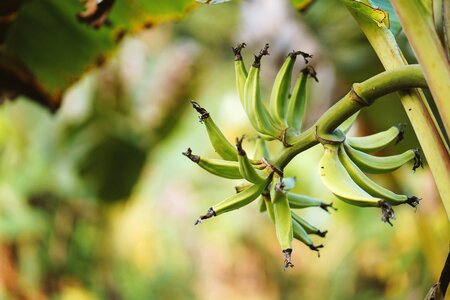 Plantain tree yellow photo