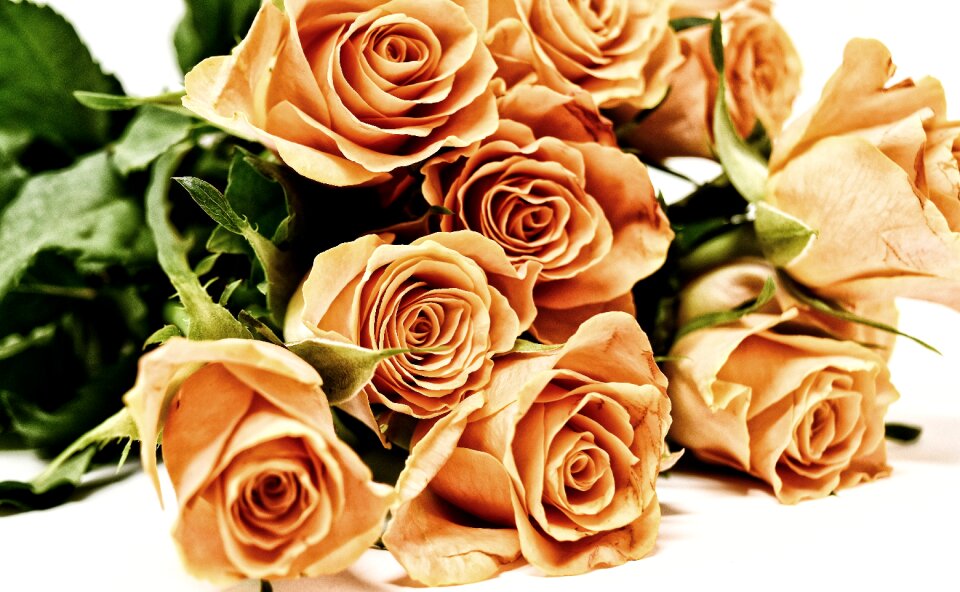 Bloom nature rose blooms