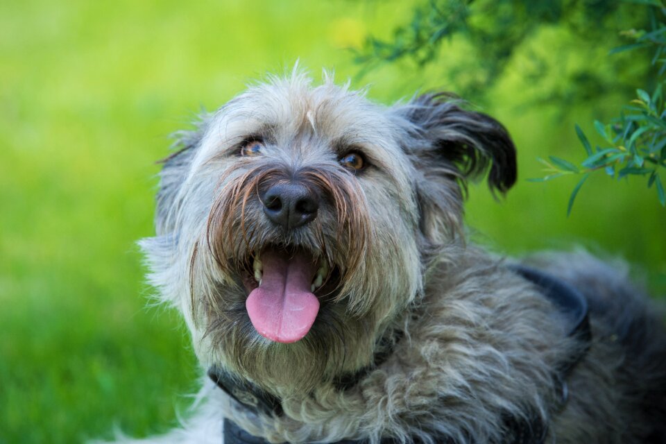 Dog portrait animal dog head