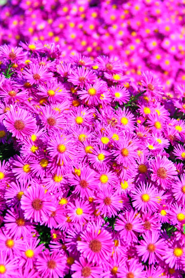Flower blooms at autumn
