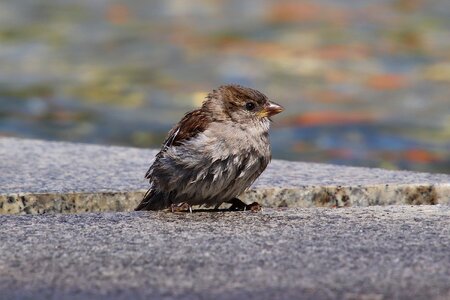 Swim house sparrow sperling photo