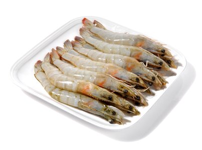 Shrimp sea crustaceans