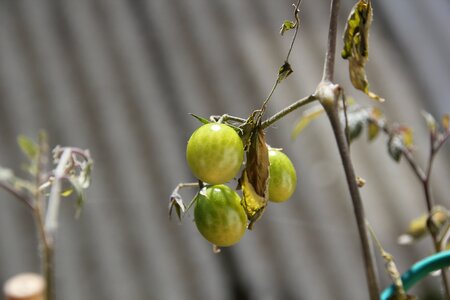 Cultivation food vegetables photo