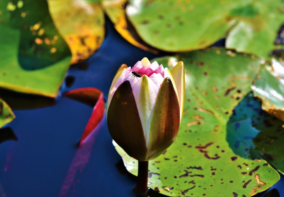Lake lily pad blossom