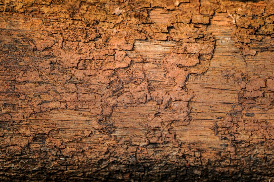 Tree wood - material woodland