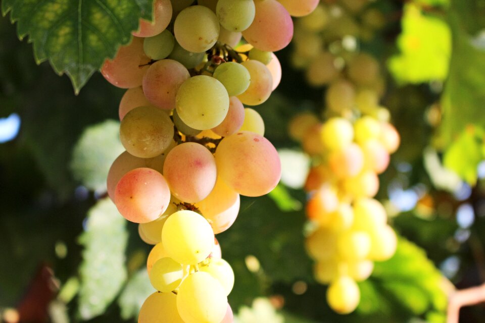 Winegrowing grapevine sweet
