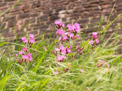Meadow grass wall