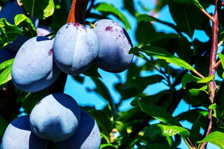 Fruits ripe healthy