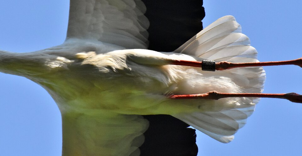 Birds plumage nature photo