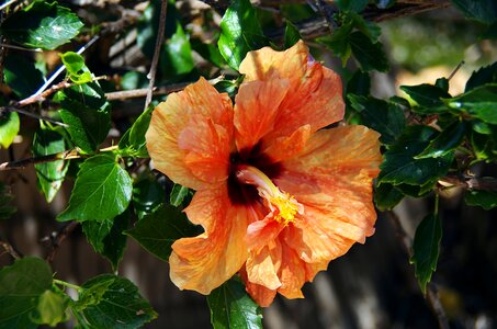 Crumpled up pistil stamens