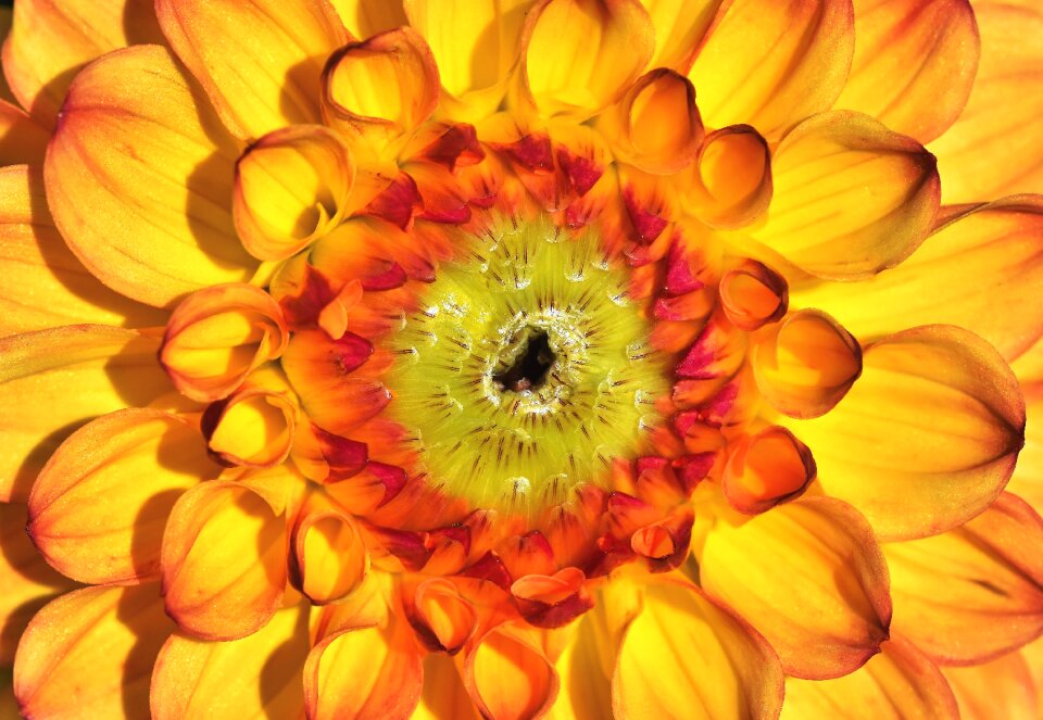 Bud dahlia garden garden plant
