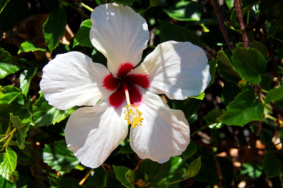 Throat red pistil