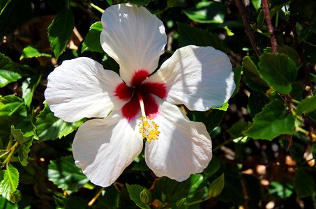 Throat red pistil