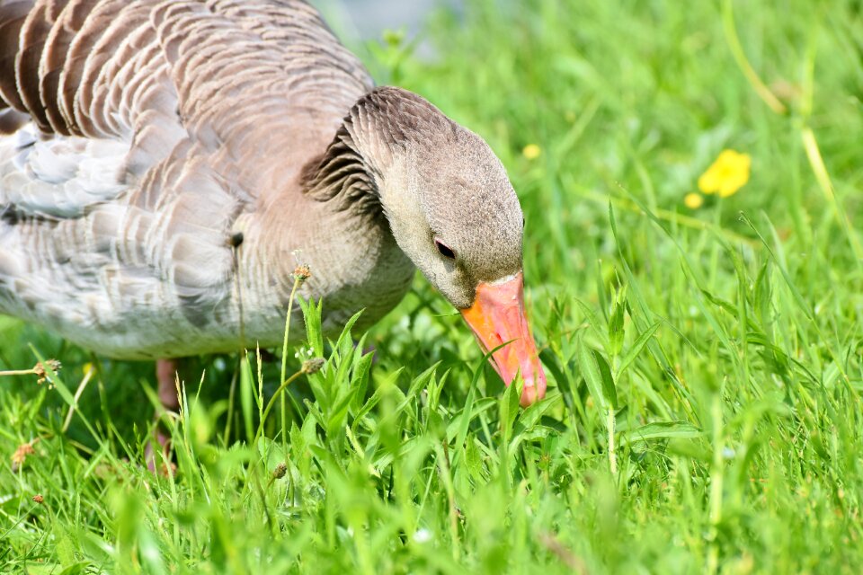 Poultry water bird plumage