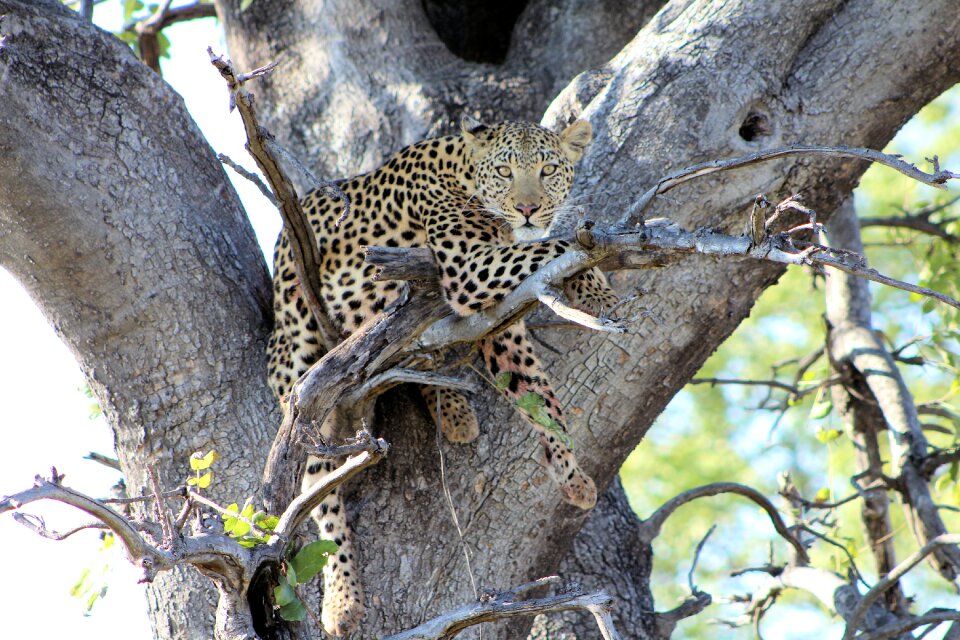 Wildlife botswana dangerous