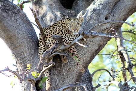 Wildlife botswana dangerous photo