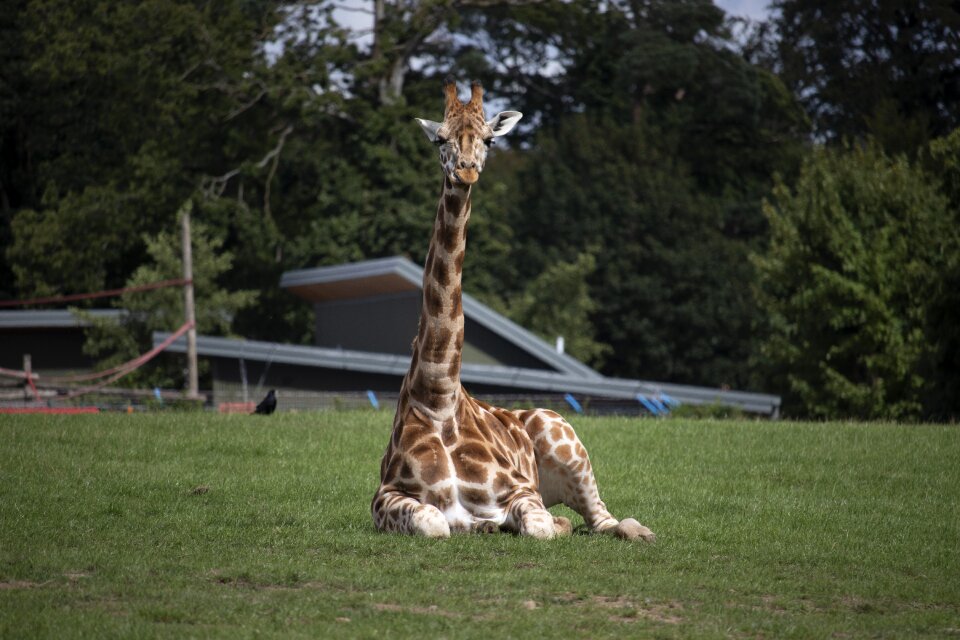 Wildlife animal nature