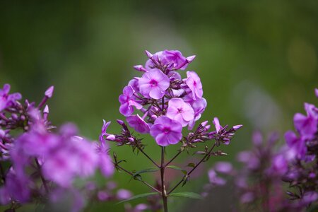 Violet stem petals photo
