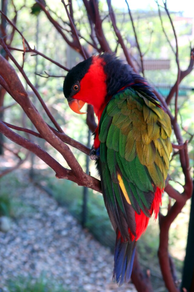 Colorful red exotic