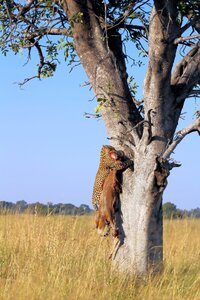 Carnivore predator savannah