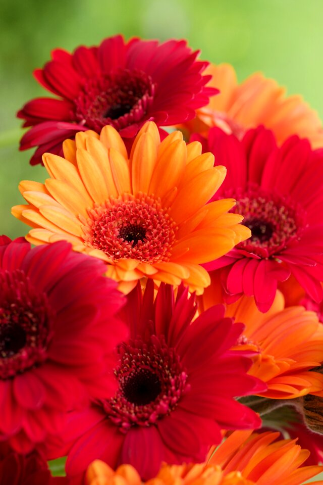 Schnittblume flower blossom