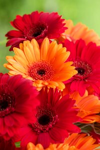 Schnittblume flower blossom