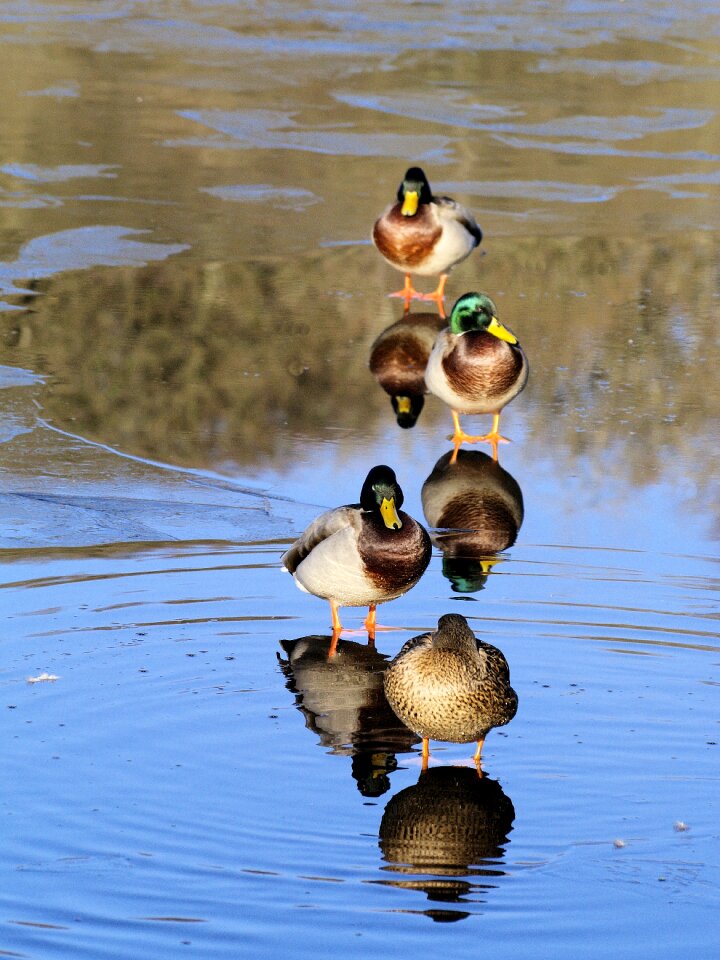 Reflection winter colourful