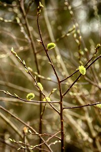 Branch outdoors spring