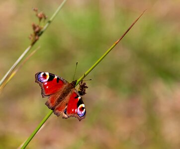 Edelfalter nature animal