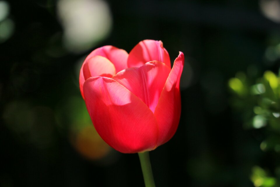 Plant petals flower garden