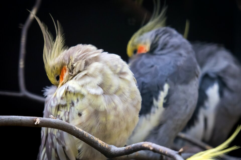 Spring bonnet sleep rest