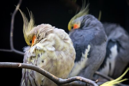 Spring bonnet sleep rest photo