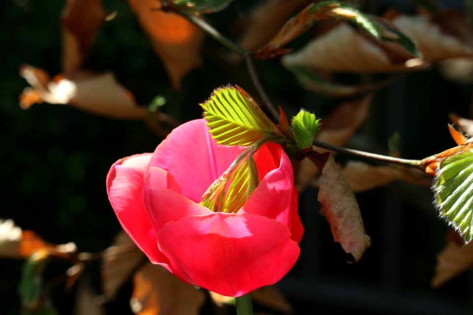 Plant petals flower garden