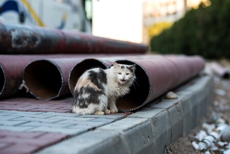 Animal kitten stray photo