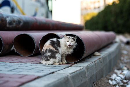 Animal kitten stray