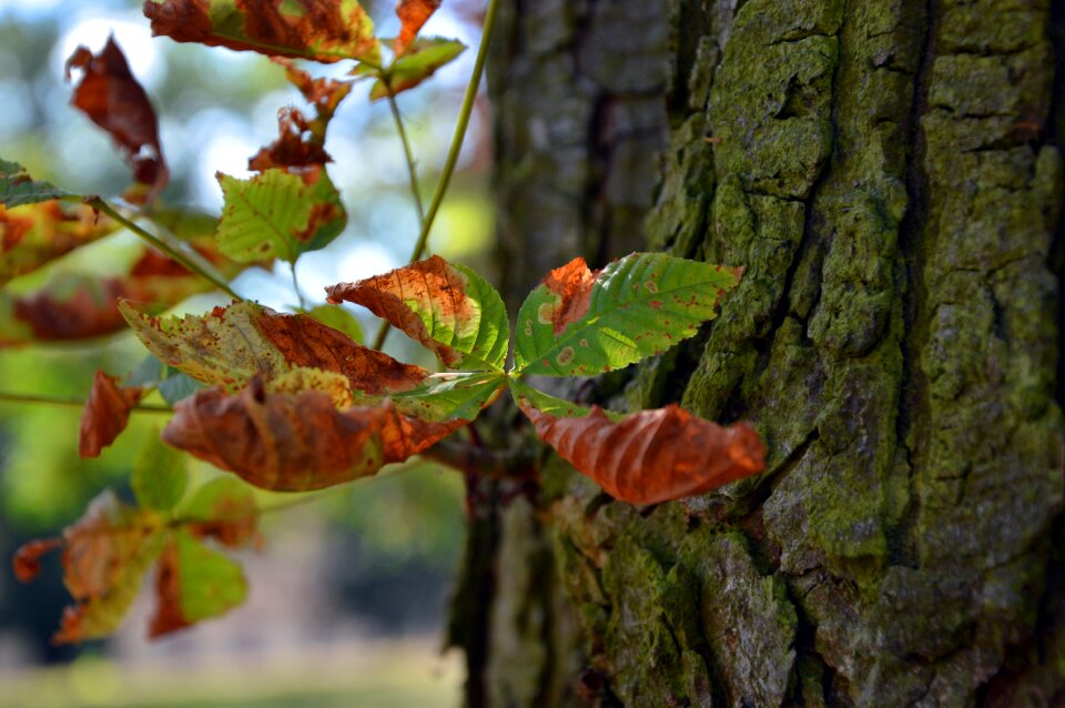 Leaf withered autumn