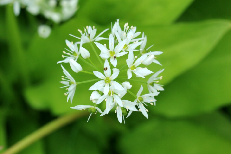 Plant petals flower garden