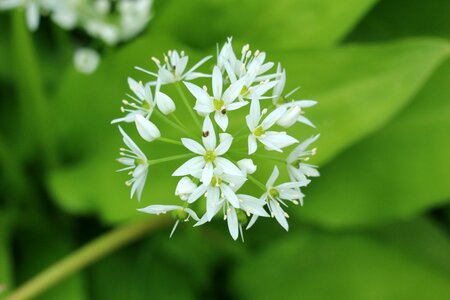 Plant petals flower garden