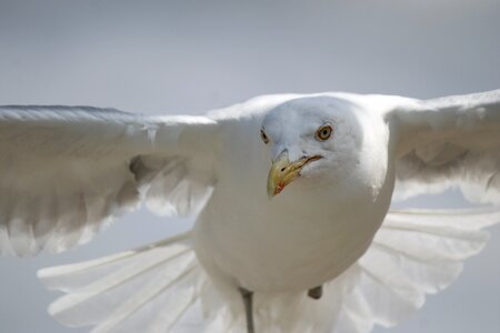 White wings gull