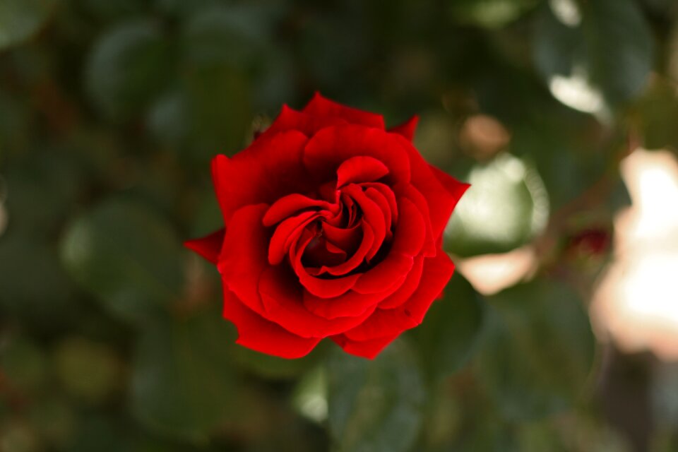 Flower romantic petals
