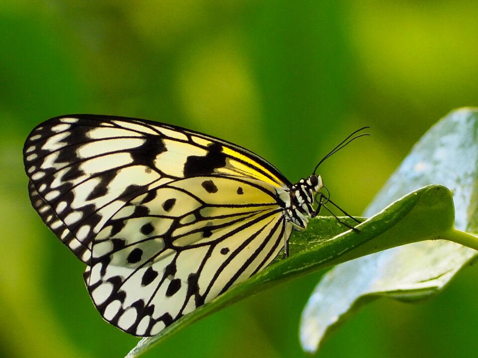 Wing lepidoptera animal world