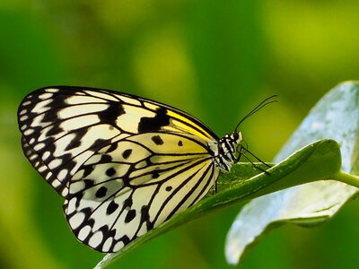 Wing lepidoptera animal world